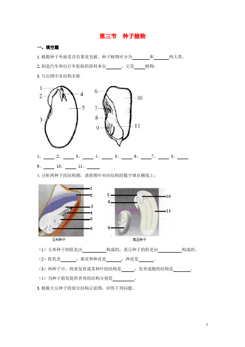 七年级生物上册  《种子植物》同步练习新人教版