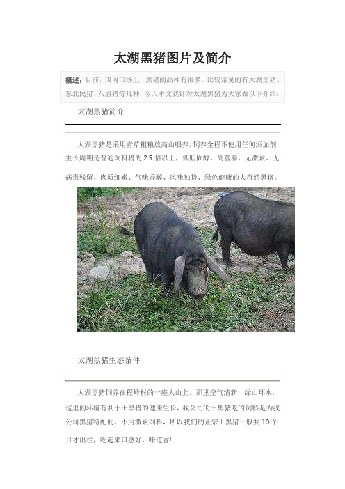太湖黑猪图片及简介