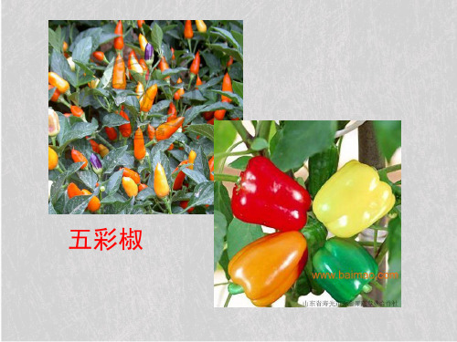 人教版高中生物必修二第5章第1节基因突变和基因重组 课件(共36张PPT)
