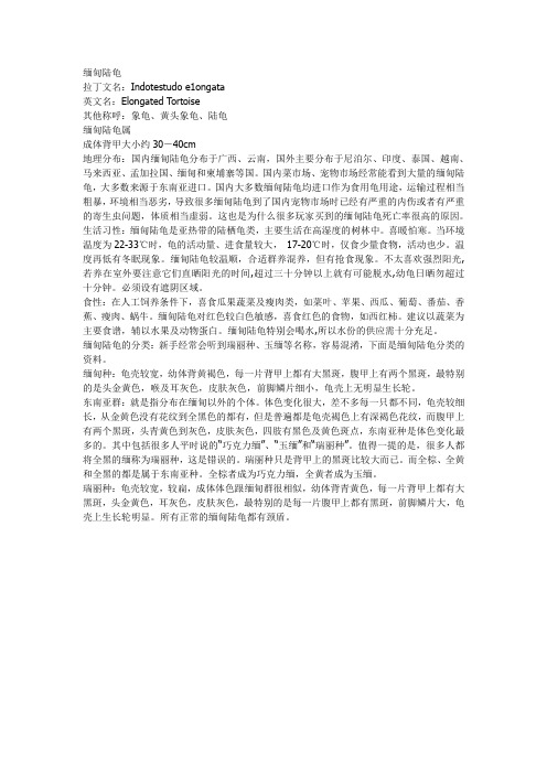 陆龟品种大全