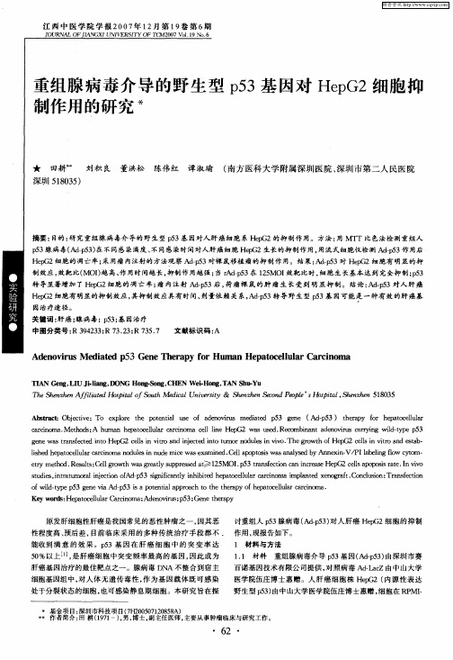 重组腺病毒介导的野生型p53基因对HepG2细胞抑制作用的研究