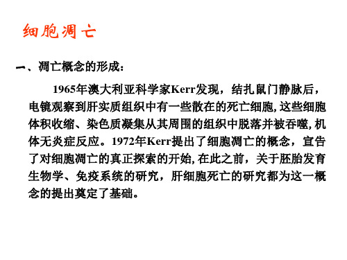 细胞生物学-细胞调亡