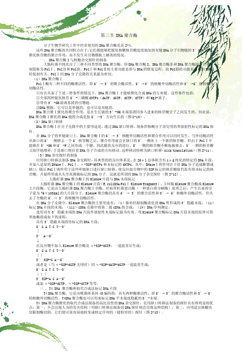 第三节 DNA聚合酶