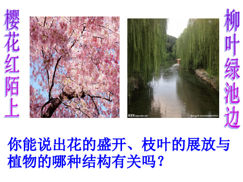 第六节芽的类型和发育  课件  2021-2022学年济南版八年级生物上册
