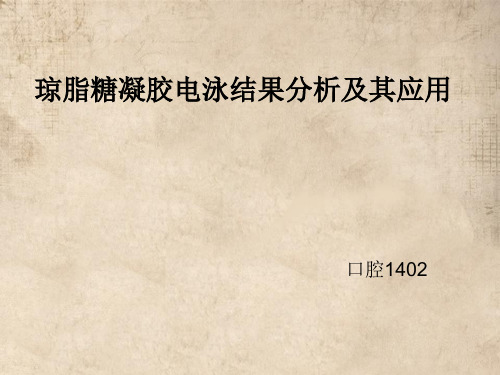 琼脂糖凝胶电泳原理 PPT