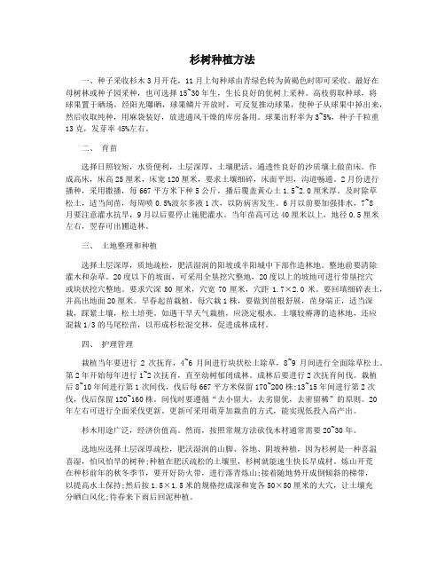 杉树种植方法