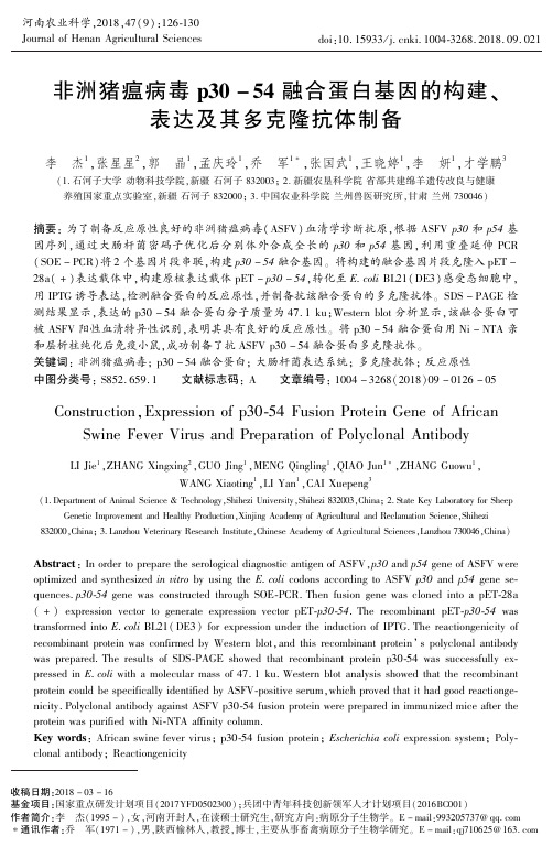 非洲猪瘟病毒p30-54融合蛋白基因的构建、表达及其多克隆抗体制备