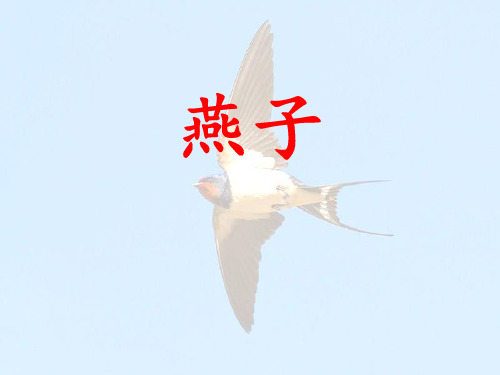 《燕子》苏教版语文PPT教材课件(4篇)