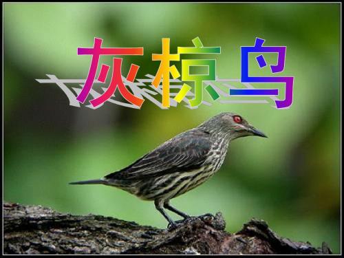 灰椋鸟