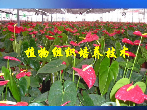 生物：12《植物组织培养技术》课件(苏教版选修1)