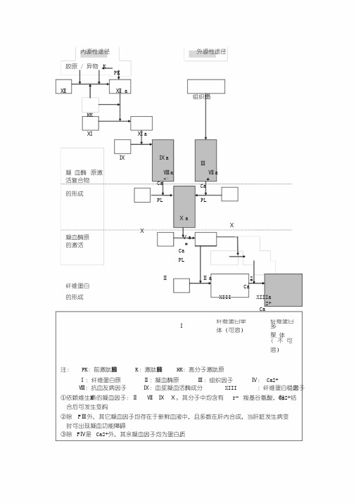 凝血过程示意图