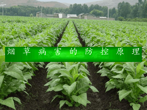云南烟草病虫害防治课件3李为争精讲