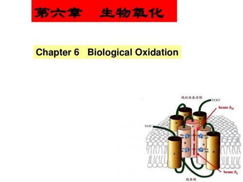 生物化学 生物氧化