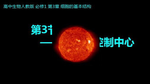 【课件】3.3 细胞核