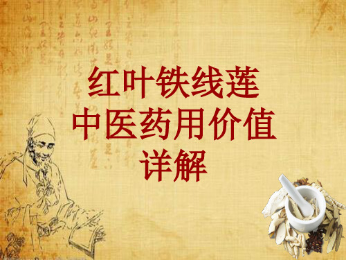 中药学_红叶铁线莲_药材详解课件模板