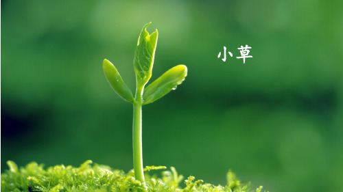 部编版二年级语文下《找春天》公开课PPT1