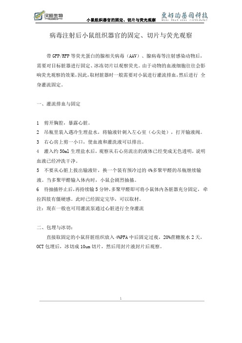 病毒注射后小鼠组织器官的固定、切片与荧光观察.doc