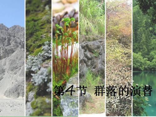 人教版高中生物必修3第四章群落的演替课件24张共24张PPT