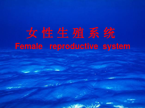 女性生殖系统 组织学与胚胎学