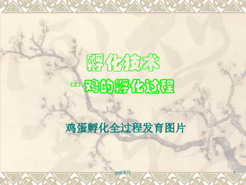 孵化技术-鸡孵化过程  ppt课件