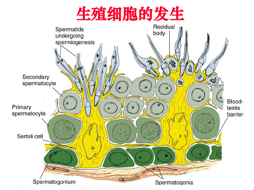 发育生物学——生殖细胞的发生
