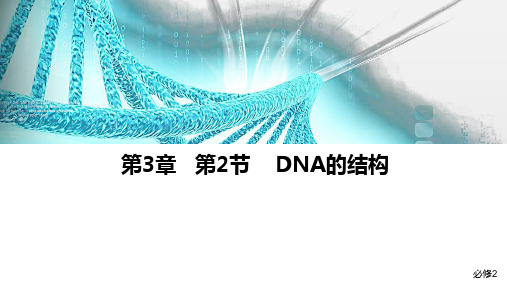 3.2DNA的结构课件高一下学期生物人教版2019必修2