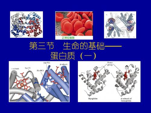 人教版高中化学生命的基础蛋白质