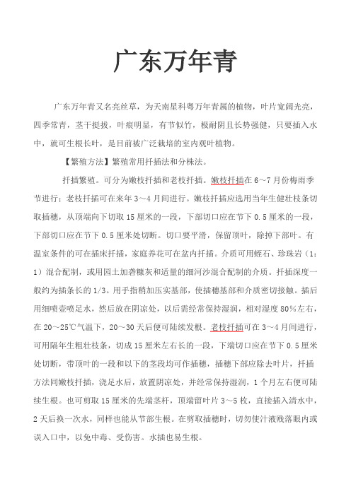 广东万年青