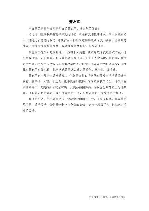 薰衣草_四年级写景作文