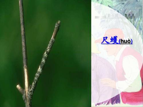 6..变色龙
