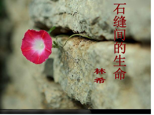 石缝间的生命.