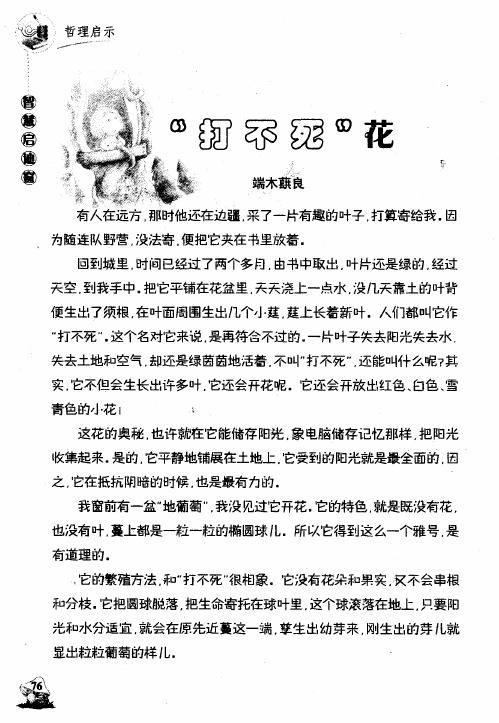 “打不死”花