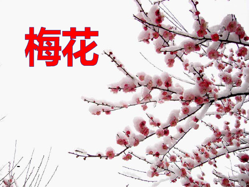 1梅花-精品课件