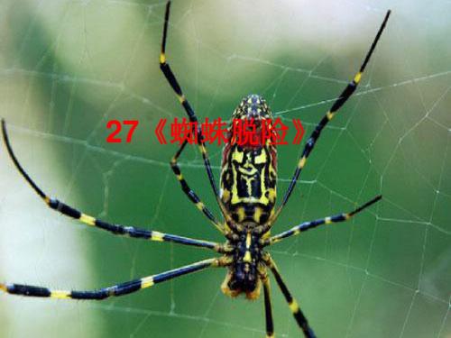 五年级语文上册 第七单元 蜘蛛脱险课件4 西师大版