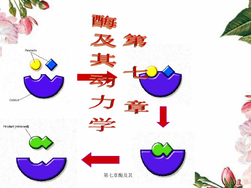 第七章酶及其动力学