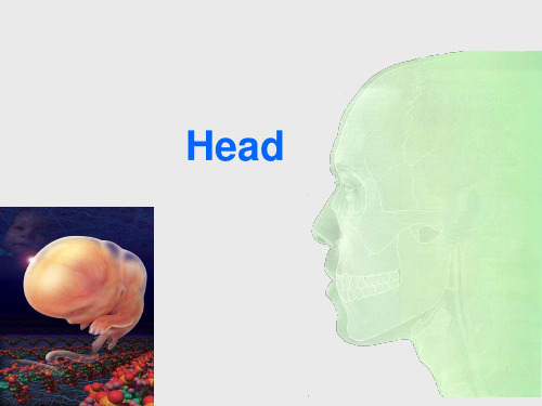 7head局部解剖英文课件头部