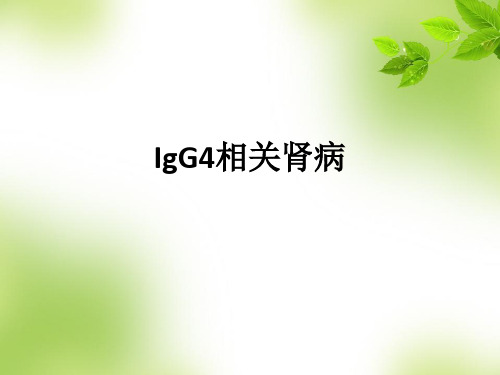 IgG4相关肾病ppt课件