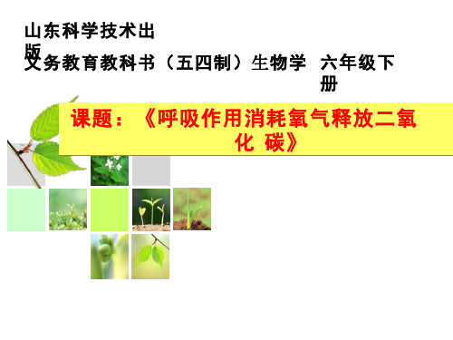 初中生物《呼吸作用消耗氧气释放二氧化碳1》教学课件设计