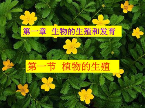 人教版 植物的生殖PPT课件1