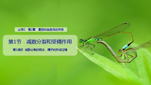 2.1.1 减数分裂的概念、精子的形成过程PPT精美版