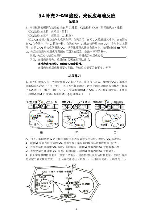 §4补充3-CAM途径、光反应与暗反应