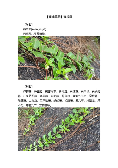 【潮汕草药】穿根藤