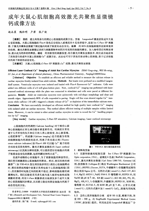 成年大鼠心肌细胞高效激光共聚焦显微镜钙成像方法