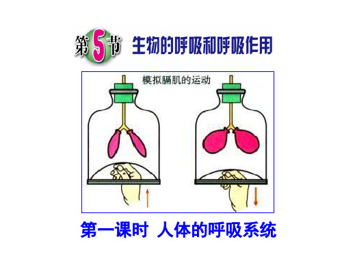 八年级下《生物的呼吸和呼吸作用》PPT教材浙教版