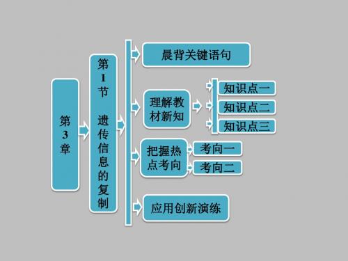 2017-2018学年高中北师大版生物必修二课件：第3章 第1节 遗传信息的复制