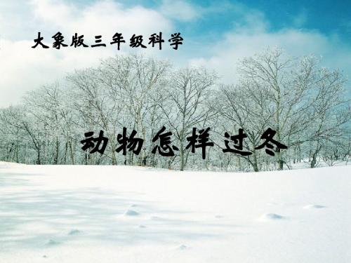 《动物怎样过冬》教学课件