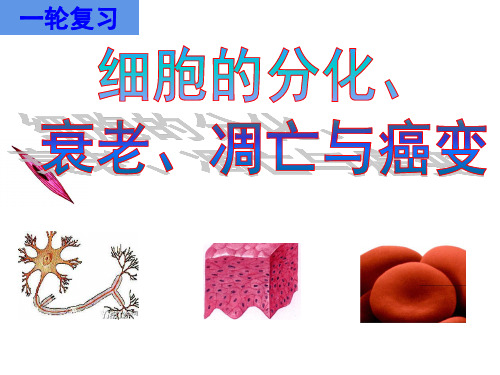 高中生物《 一轮复习 细胞的分化 衰老 凋亡 癌变》课件(43张PPT)