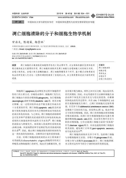 凋亡细胞清除的分子和细胞生物学机制