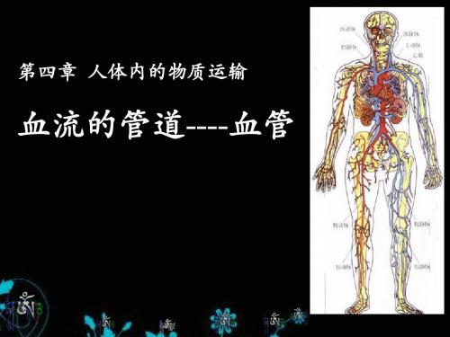 《血流的管道-血管》人体内物质的运输PPT课件5