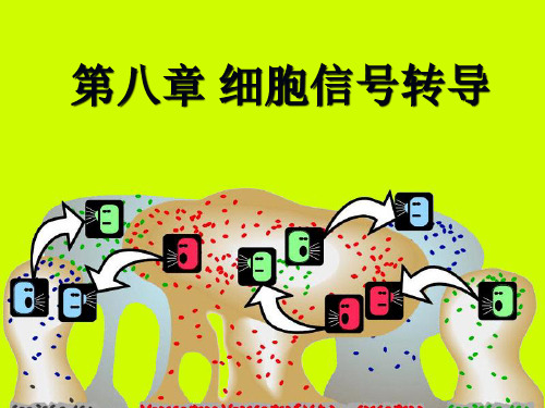 第八章 细胞信号转导